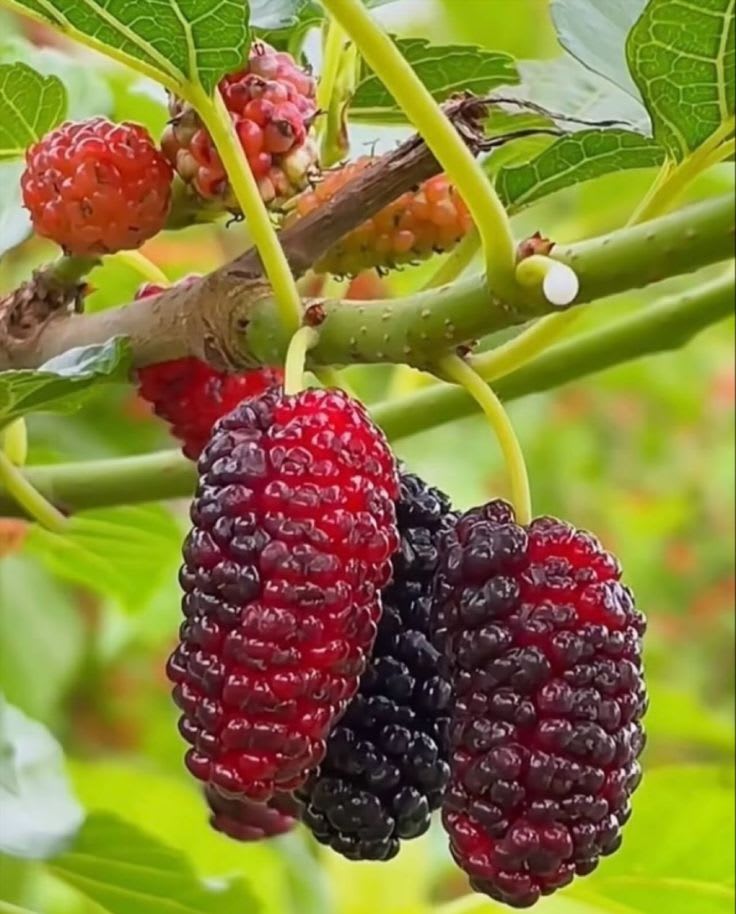 Hybrid Mulberry Grafting Fruit Plant (Pack Of-1)