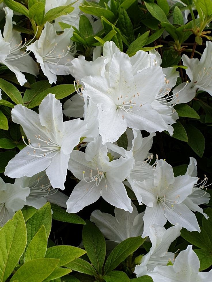 Hybrid Azalea White Flower Plant (Pack Of-1 )
