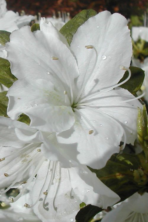 Hybrid Azalea White Flower Plant (Pack Of-1 )