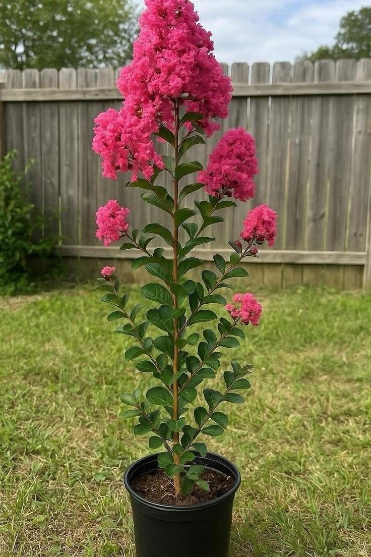 Hybrid Pink Furush Flower Plant (Pack Of-1 )