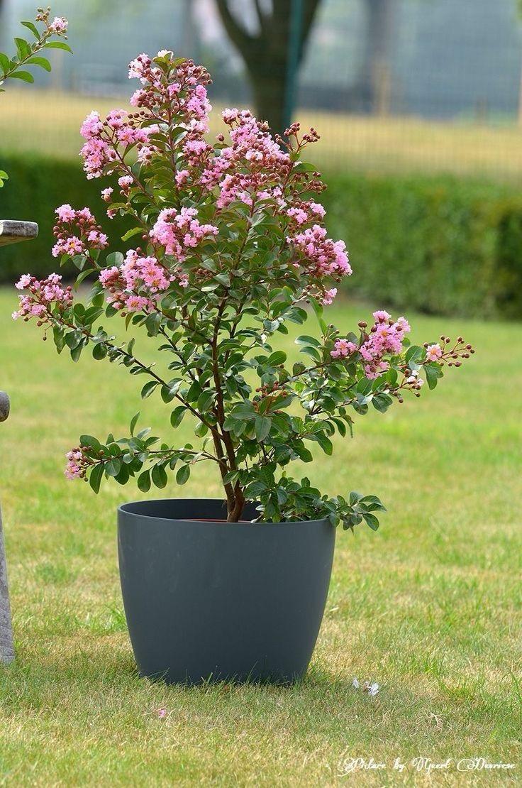 Hybrid Pink Furush Flower Plant (Pack Of-1 )