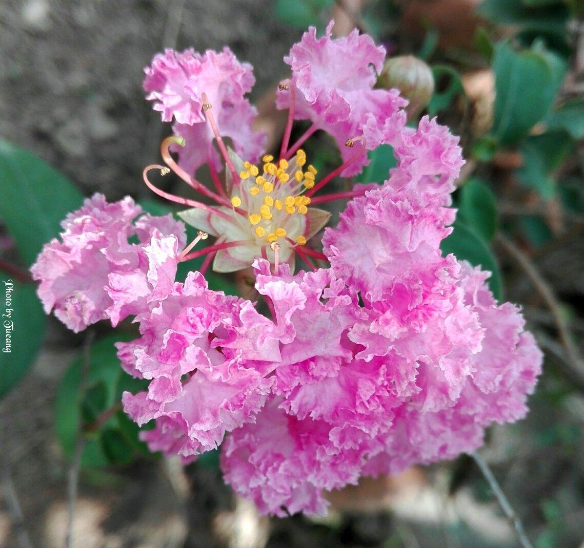 Hybrid Pink Furush Flower Plant (Pack Of-1 )