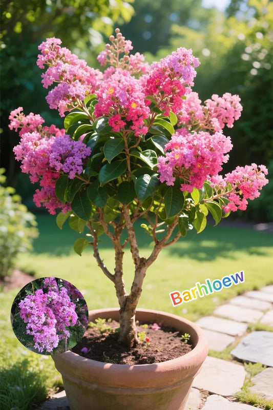 Hybrid Pink Furush Flower Plant (Pack Of-1 )