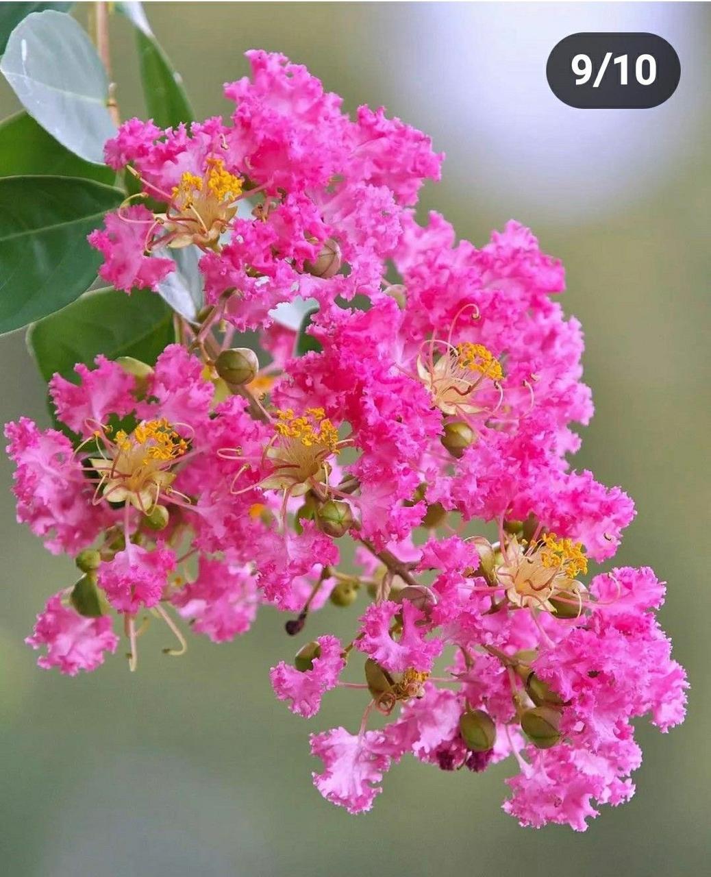 Hybrid Pink Furush Flower Plant (Pack Of-1 )