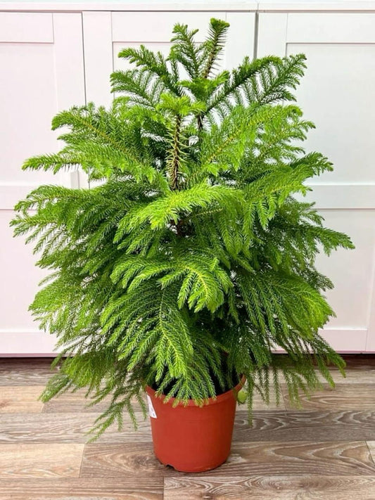 Hybrid Christmas Tree (Pack Of-1)