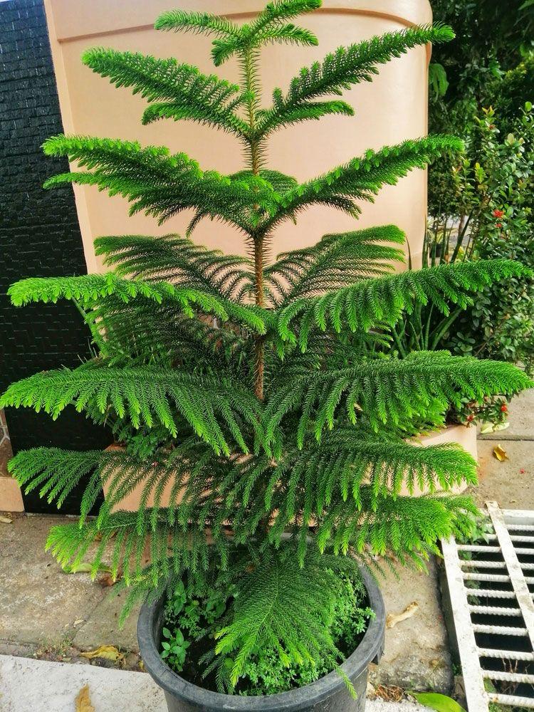 Hybrid Christmas Tree (Pack Of-1)