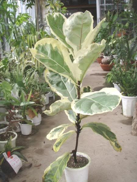 Hybrid Variegated Fig Fruit Plant (Pack Of-1 )
