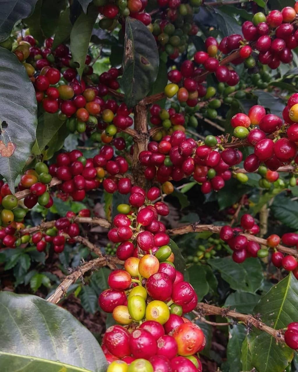 Hybrid Coffee Fruit Plant (Pack Of-1 )
