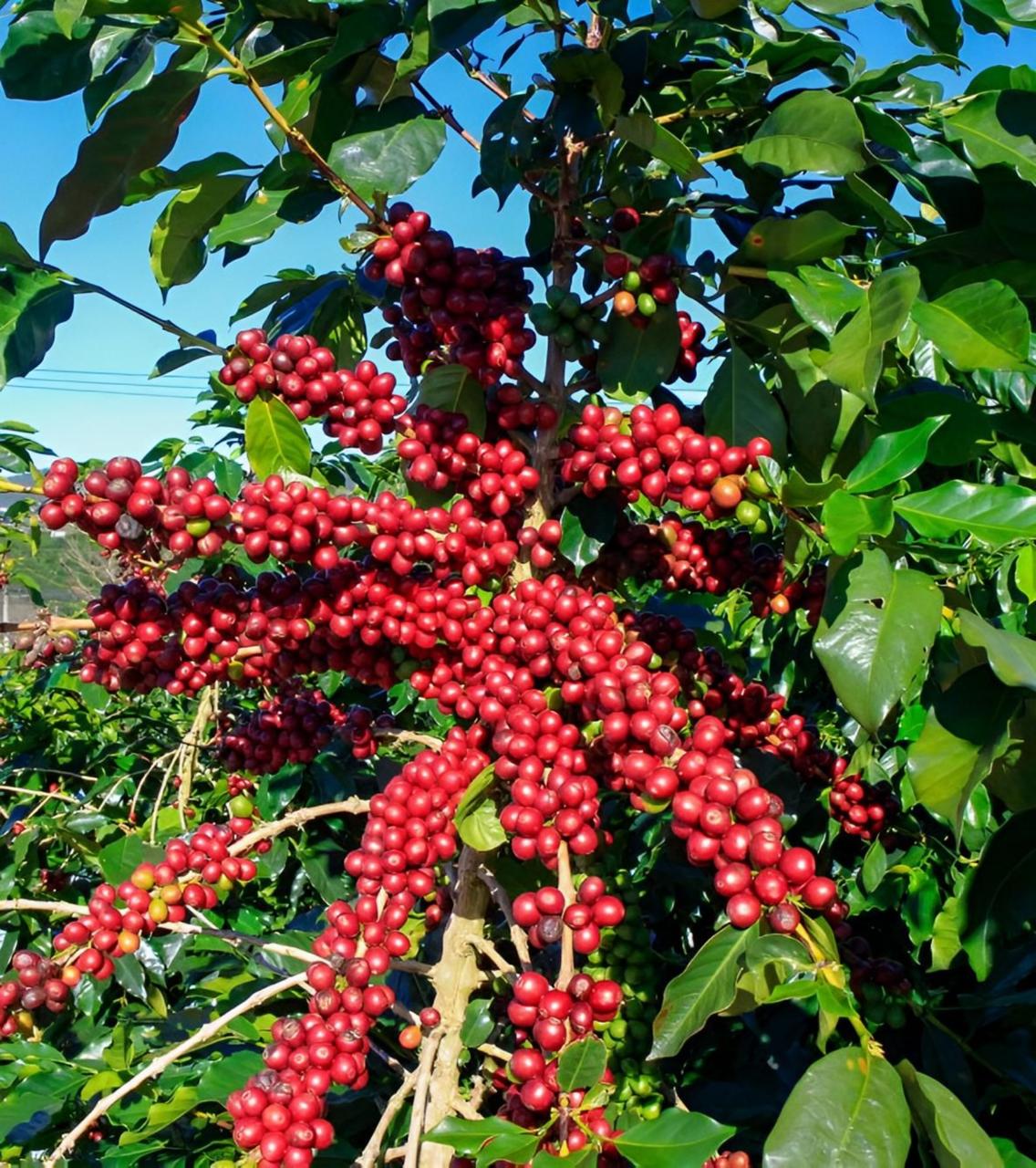 Hybrid Coffee Fruit Plant (Pack Of-1 )