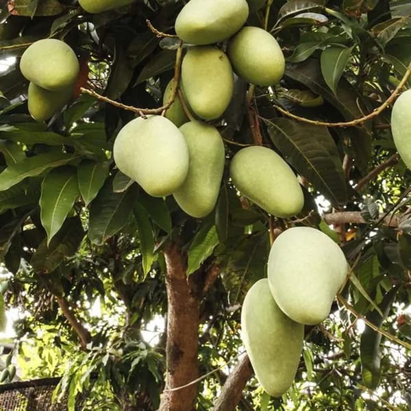 Chausa Mango Fruit Plant (Hybrid & Grafting ) Pack Of-1