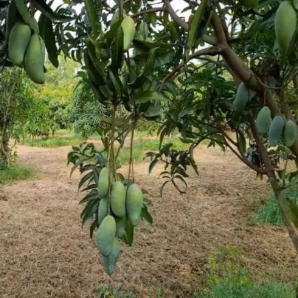 Chausa Mango Fruit Plant (Hybrid & Grafting ) Pack Of-1