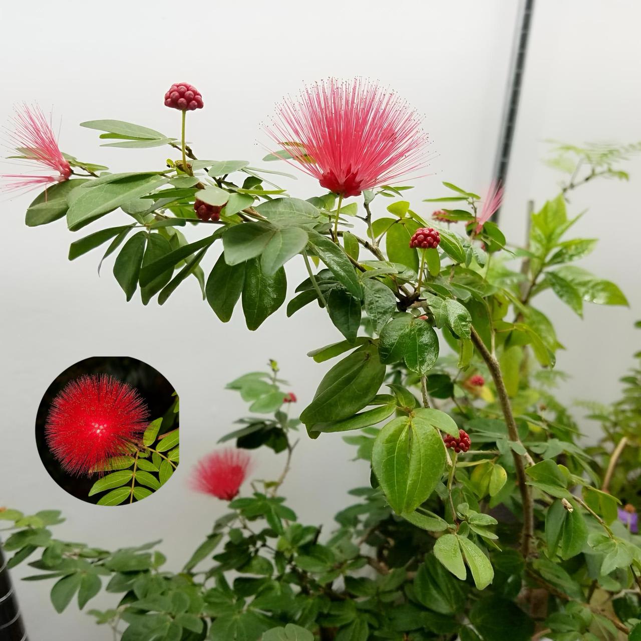 Hybrid Powder Puff Red Flower Plant (Pack Of-1 )