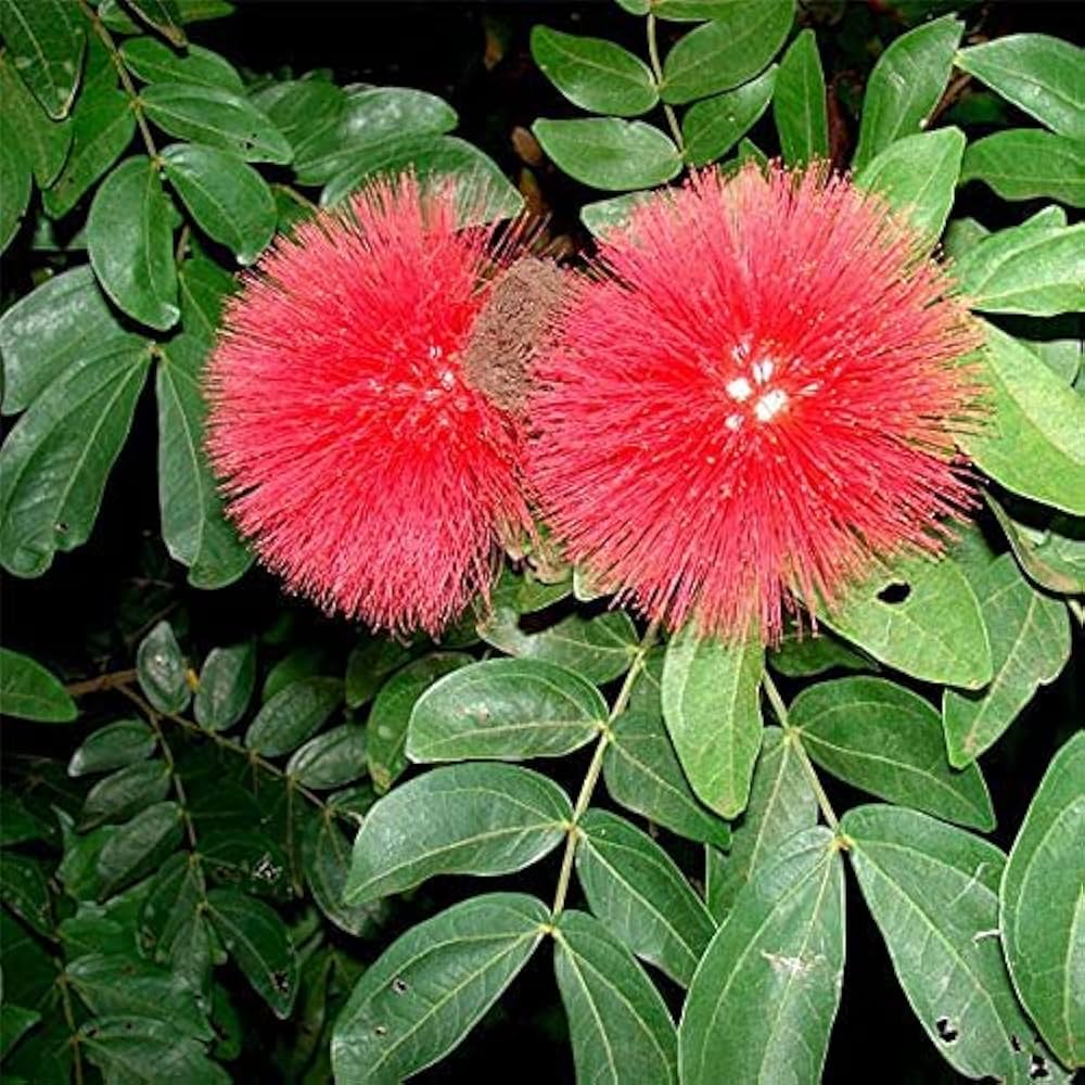 Hybrid Powder Puff Red Flower Plant (Pack Of-1 )
