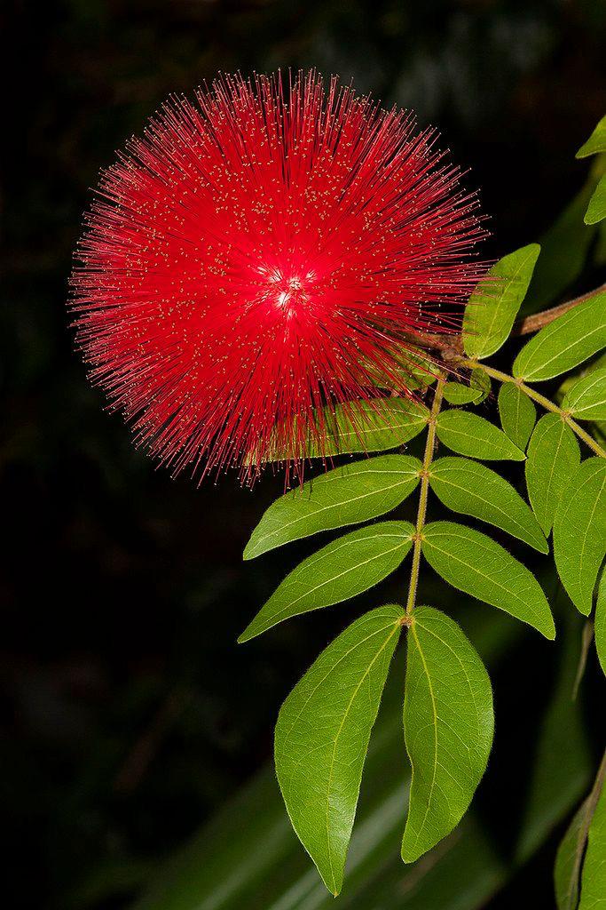 Hybrid Powder Puff Red Flower Plant (Pack Of-1 )
