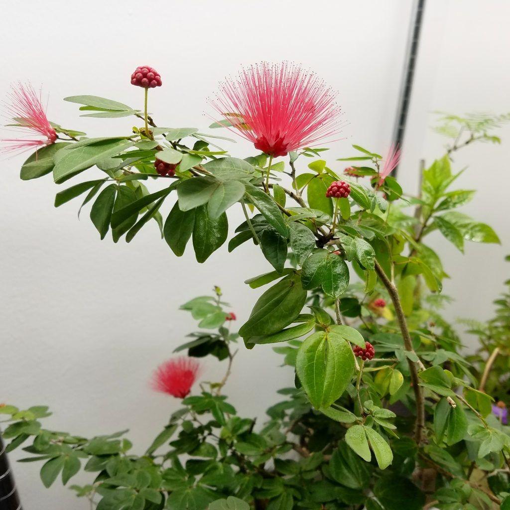 Hybrid Powder Puff Red Flower Plant (Pack Of-1 )