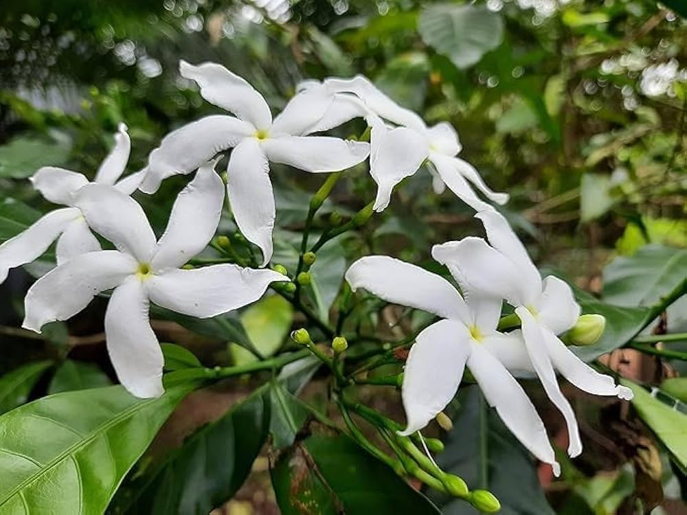 Hybrid Jasmin Mini Tagor Flower Plant (Pack Of-1 )