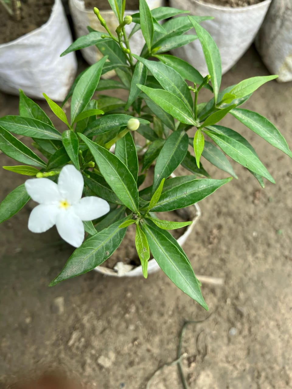 Hybrid Jasmin Mini Tagor Flower Plant (Pack Of-1 )