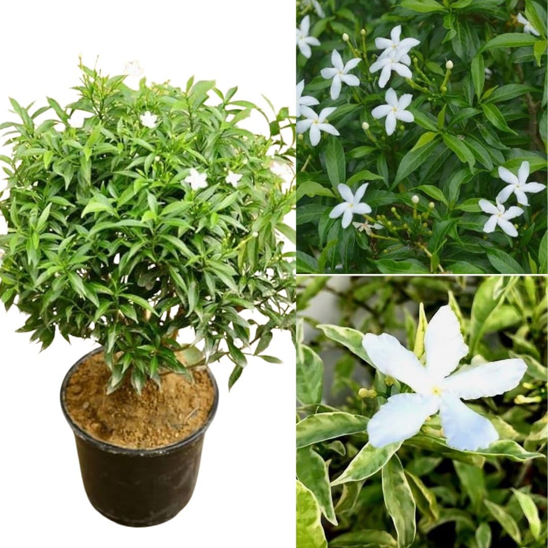 Hybrid Jasmin Mini Tagor Flower Plant (Pack Of-1 )