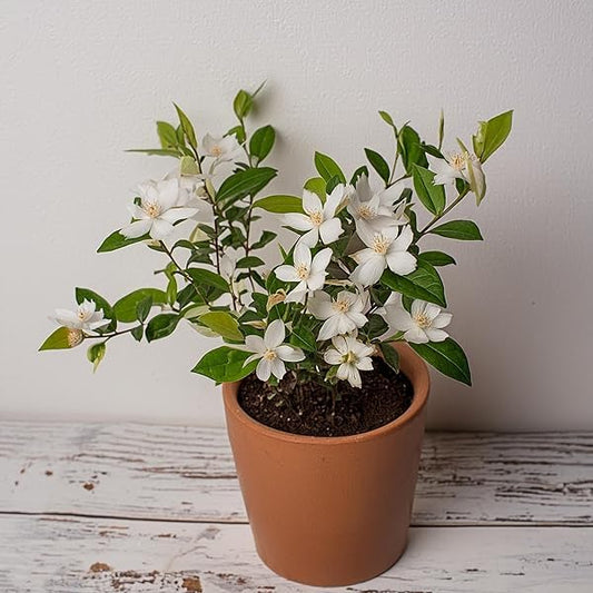 Bhutan Mallika Flower Plant (Pack Of-1 )