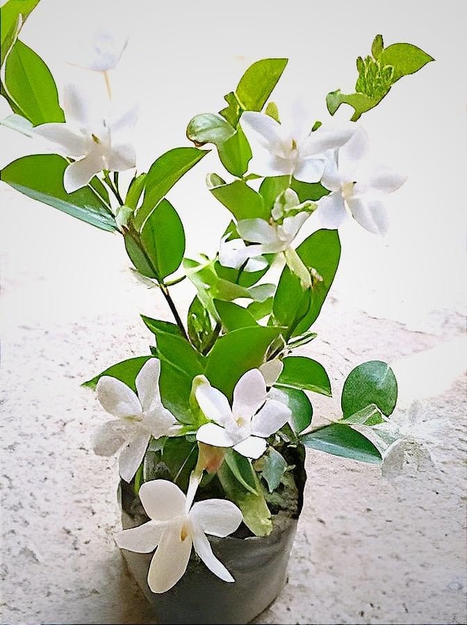 Bhutan Mallika Flower Plant (Pack Of-1 )