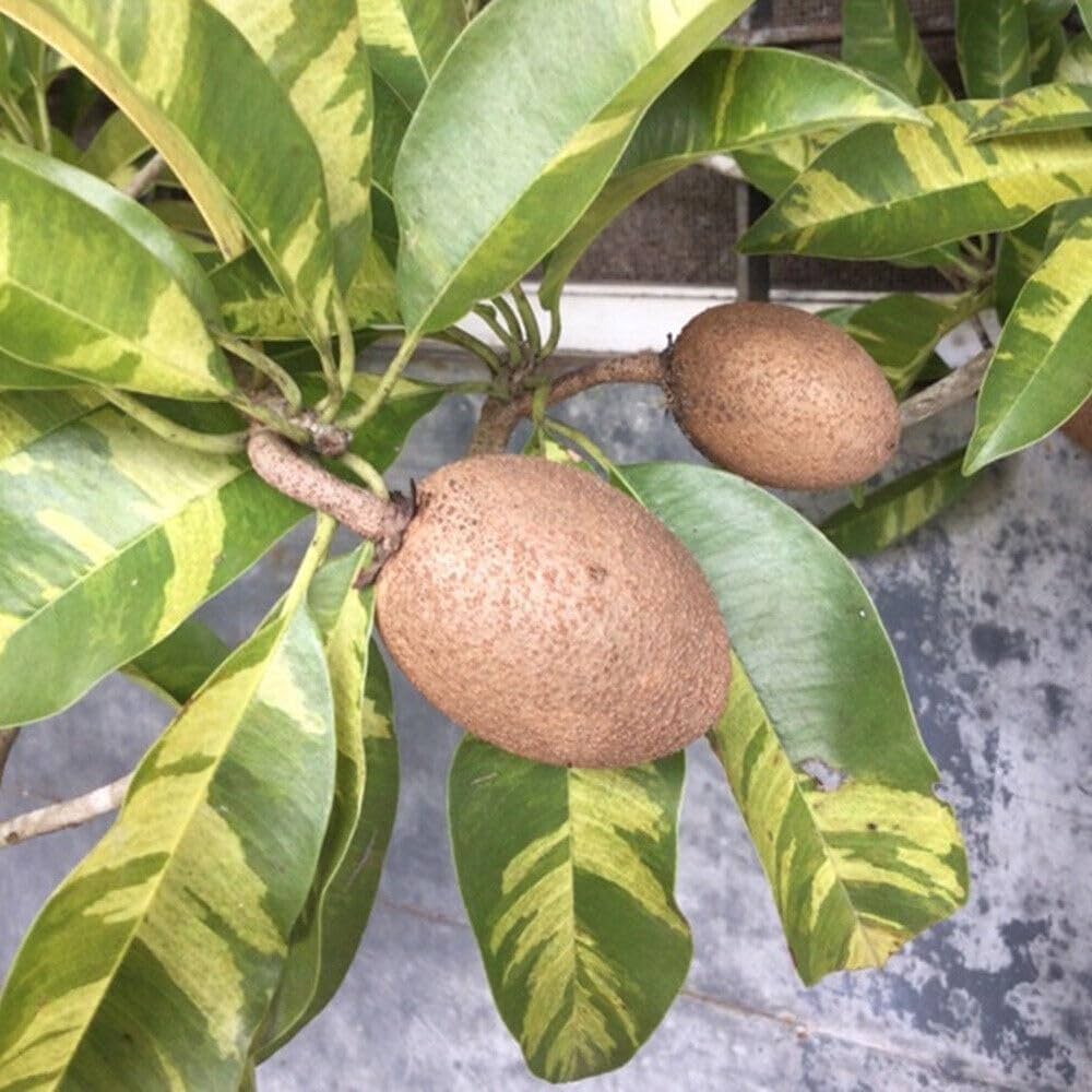 Hybrid Variegated Chiku Fruit Plant (Pack Of-1 )