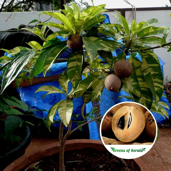 Hybrid Variegated Chiku Fruit Plant (Pack Of-1 )