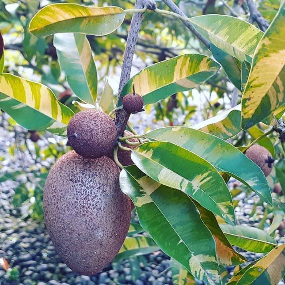 Hybrid Variegated Chiku Fruit Plant (Pack Of-1 )