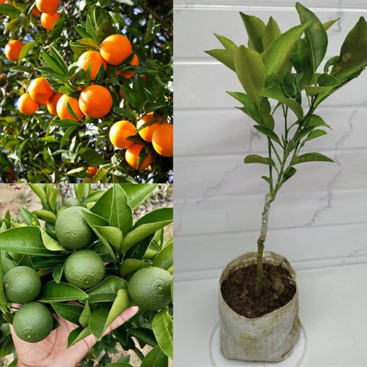 Hybrid Vietnam All Time Malta Grafting Plant (Pack Of-1)