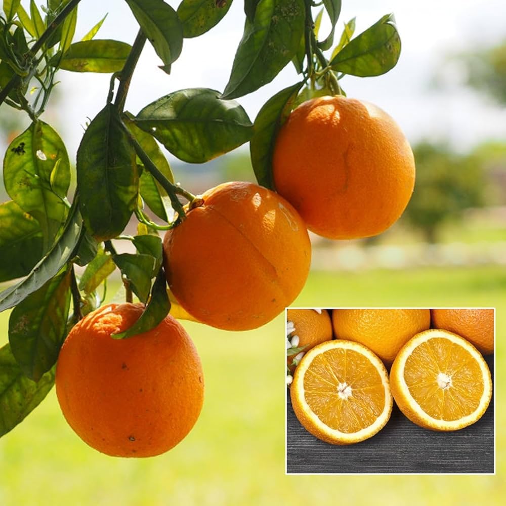 Hybrid Vietnam All Time Malta Grafting Plant (Pack Of-1)