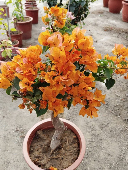 Hybrid Bougainvillea Orange Flower Plant (Pack Of-1 )