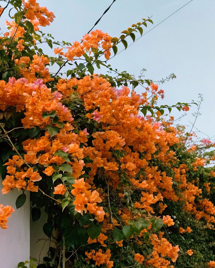 Hybrid Bougainvillea Orange Flower Plant (Pack Of-1 )