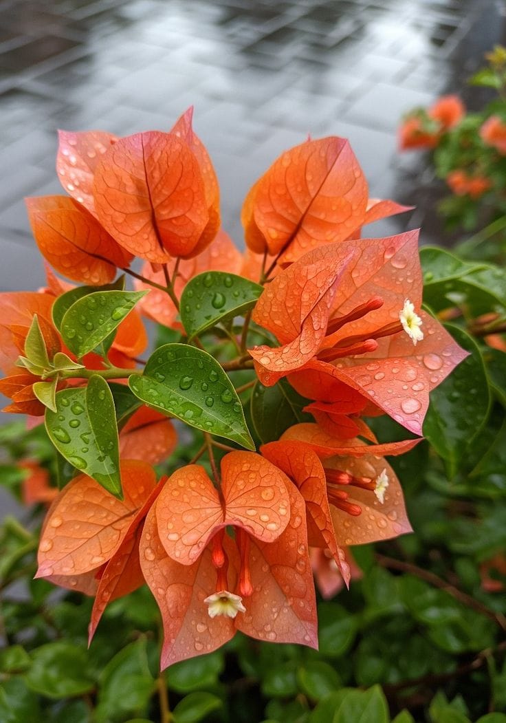 Hybrid Bougainvillea Orange Flower Plant (Pack Of-1 )
