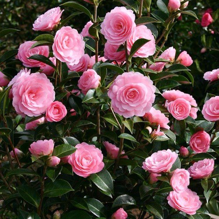 Hybrid Pink Camellia Flower Plant (Pack Of-1)