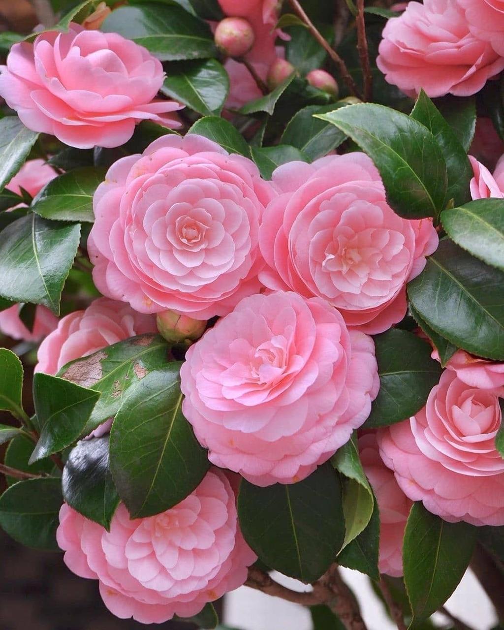 Hybrid Pink Camellia Flower Plant (Pack Of-1)