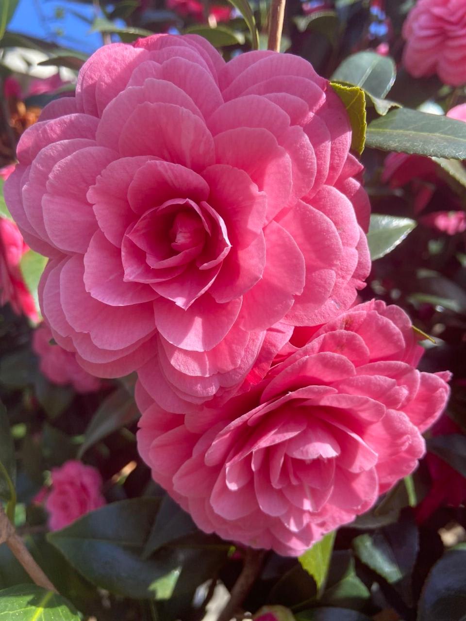 Hybrid Pink Camellia Flower Plant (Pack Of-1)