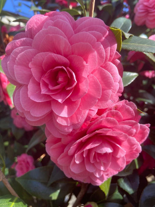 Hybrid Pink Camellia Flower Plant (Pack Of-1)