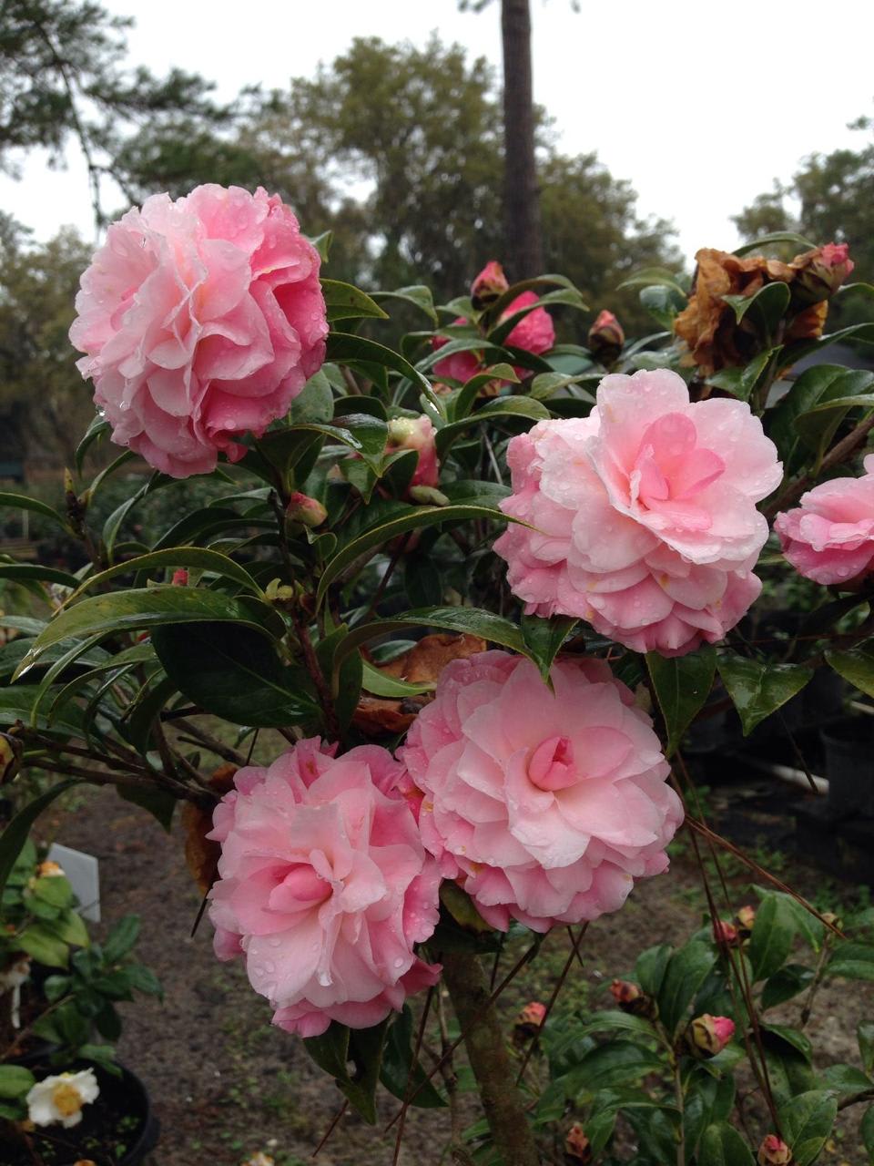 Hybrid Pink Camellia Flower Plant (Pack Of-1)