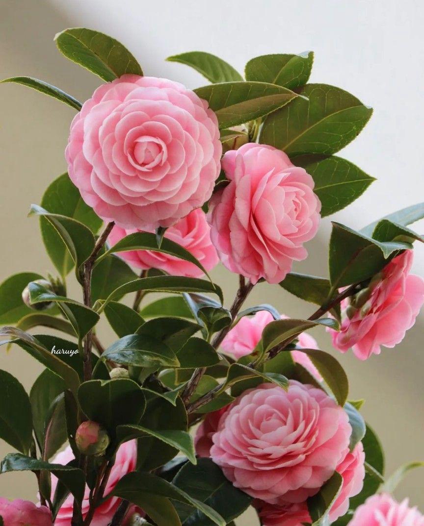Hybrid Pink Camellia Flower Plant (Pack Of-1)