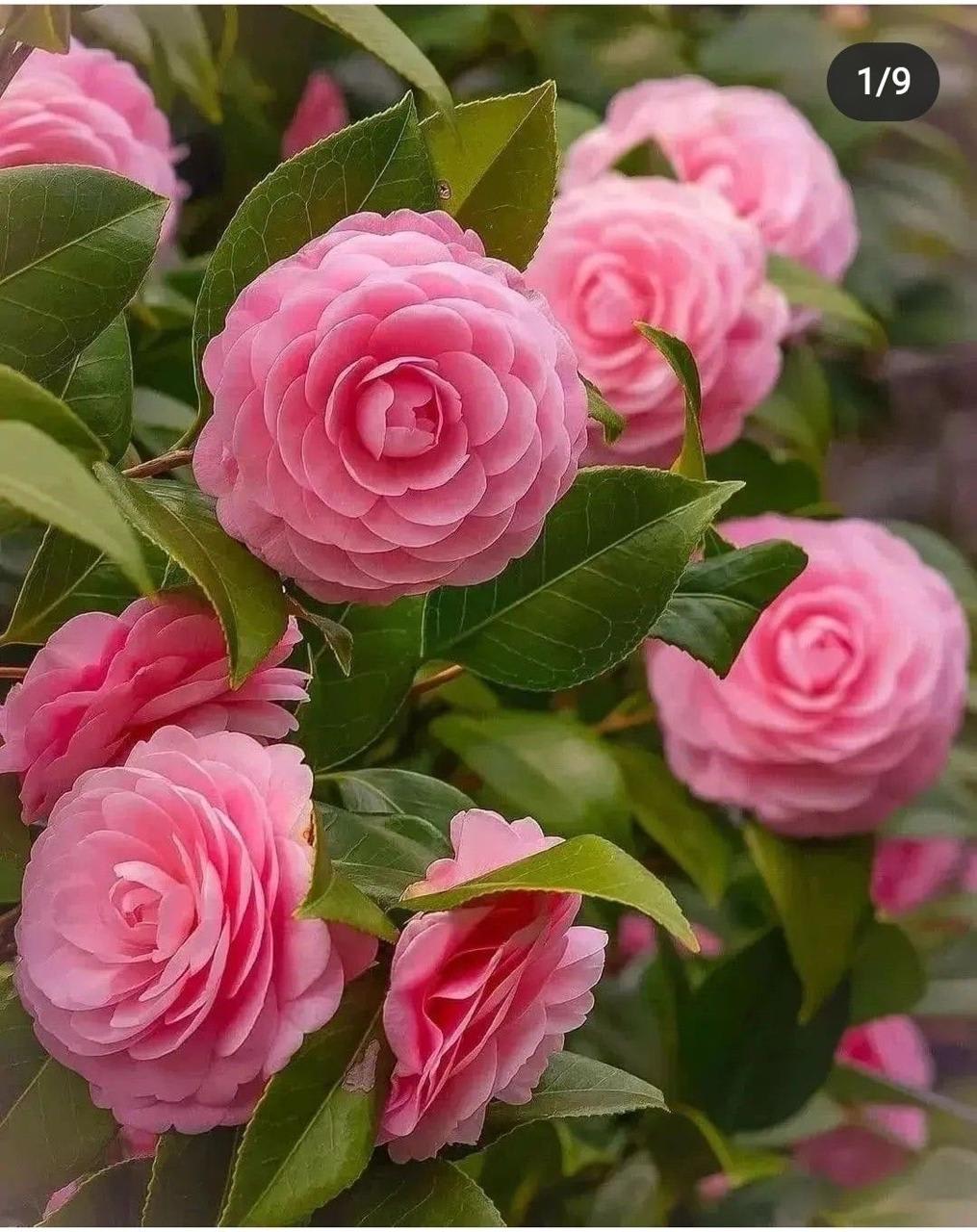 Hybrid Pink Camellia Flower Plant (Pack Of-1)