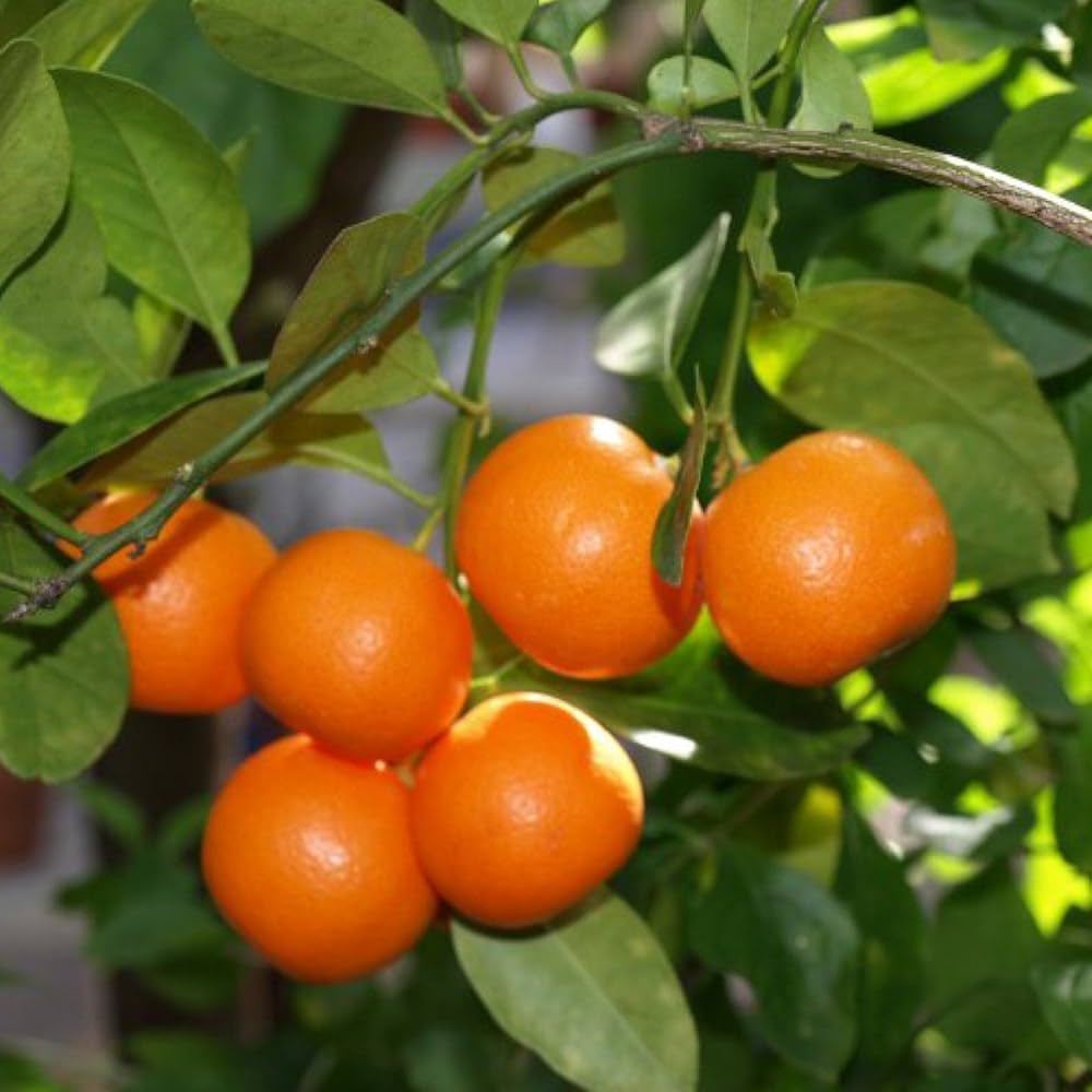 Mandarin Orange Fruit Plant (Hybrid & Grafting) Pack Of-1