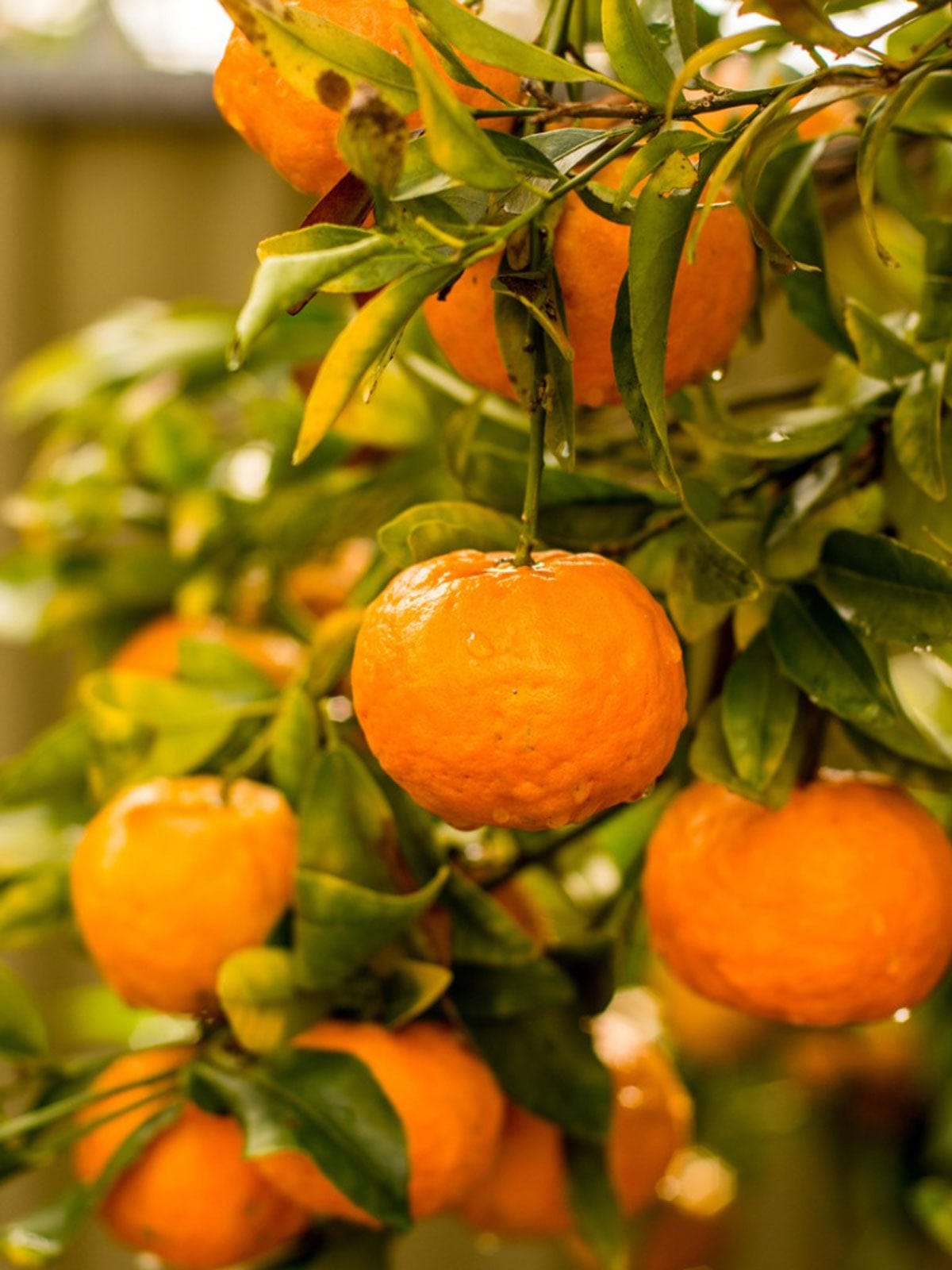Mandarin Orange Fruit Plant (Hybrid & Grafting) Pack Of-1