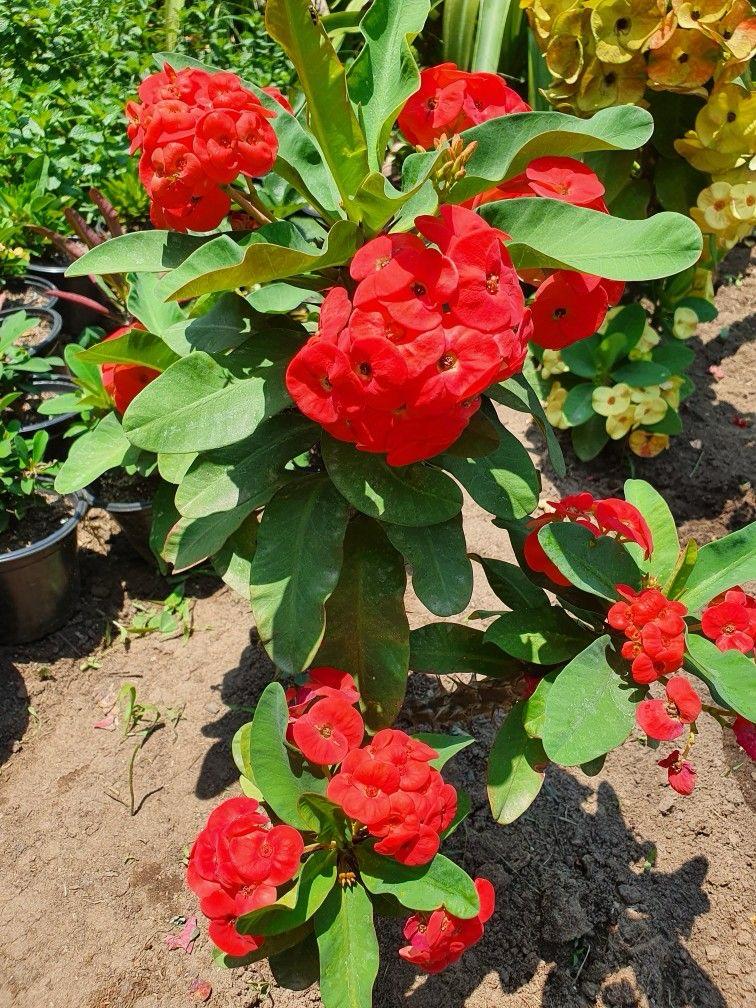 Mili Red Flower Plant (Pack Of-1 )