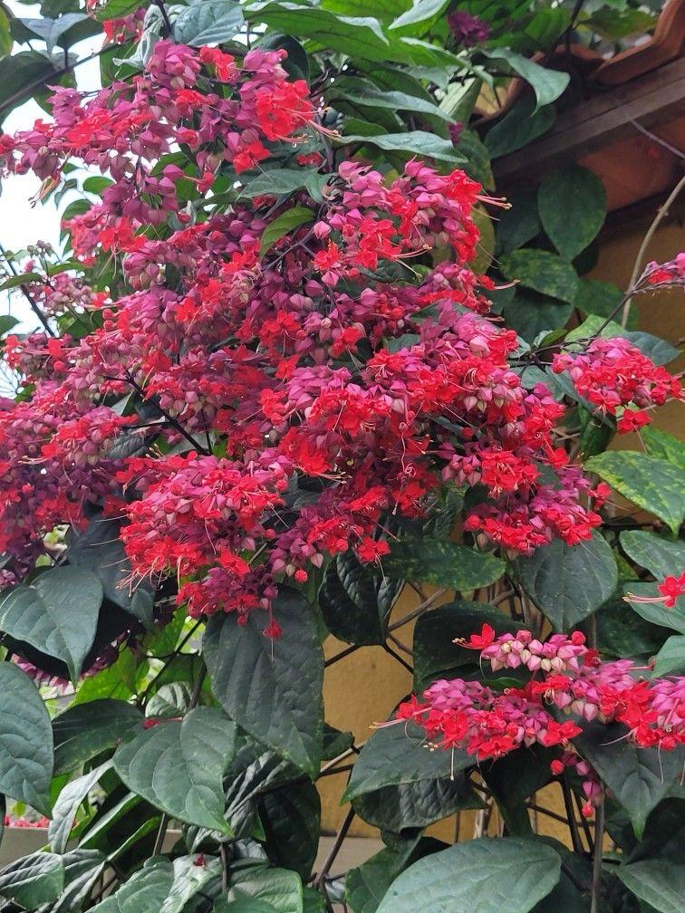 Bleeding Heart Red Flower Plant (Pack Of-1 )