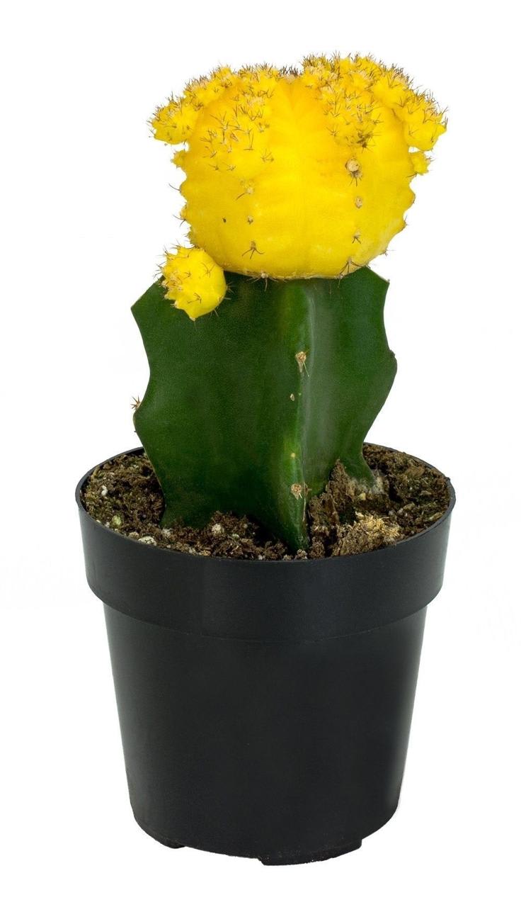 Hybrid Yellow Moon Cactus Plant (Pack Of-1 )