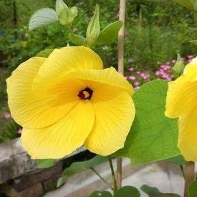 Land Lotus Yellow Flower Plant ( Pack Of-1 )