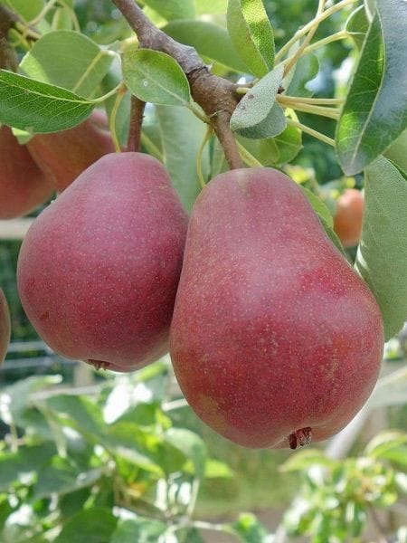 Hybrid Red Pear (Naspati) Grafting Fruit Plant Pack Of 1