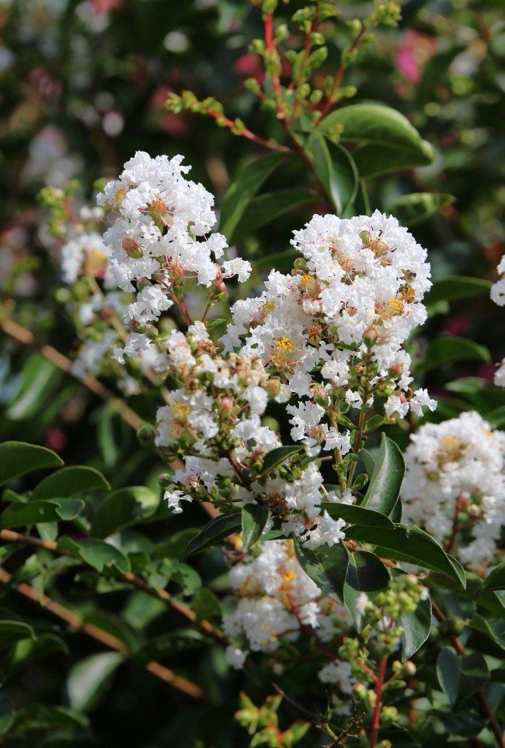 White Furush Flower Plant (Pack Of-1 )