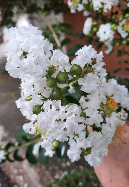 White Furush Flower Plant (Pack Of-1 )