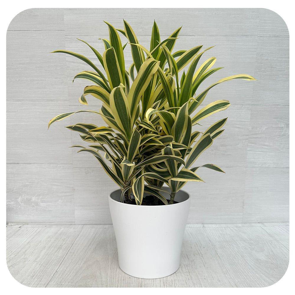 Variegated Song Of India Plant (Pack Of-1 )