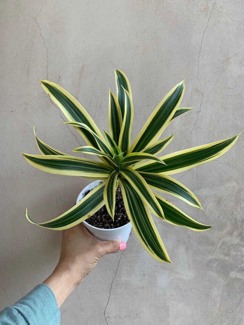 Variegated Song Of India Plant (Pack Of-1 )